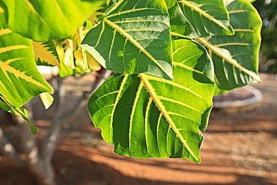 科乐美《e棒球实况力量棒球2021大满贯》公布新影像